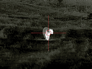 This raccoon received a hall pass due to an incoming coyote. However, the twenty-yard photo opportunity from the InfiRay RICO optic was too good to pass up.